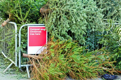 Christmas Trees Can be Recycled Too!