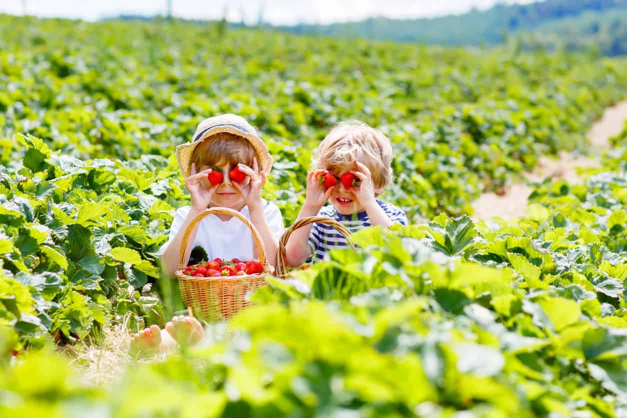Strawberry Picking In Texas Fun For All Ages Houston Texas Texan Insurance 281 998 2500,Small Bathroom Ideas With Shower