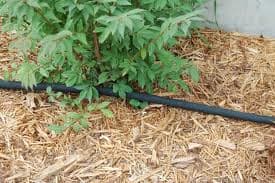 Make Sure to Water Your Foundation!